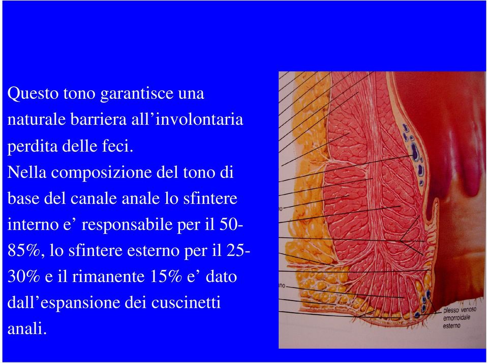 Nella composizione del tono di base del canale anale lo sfintere