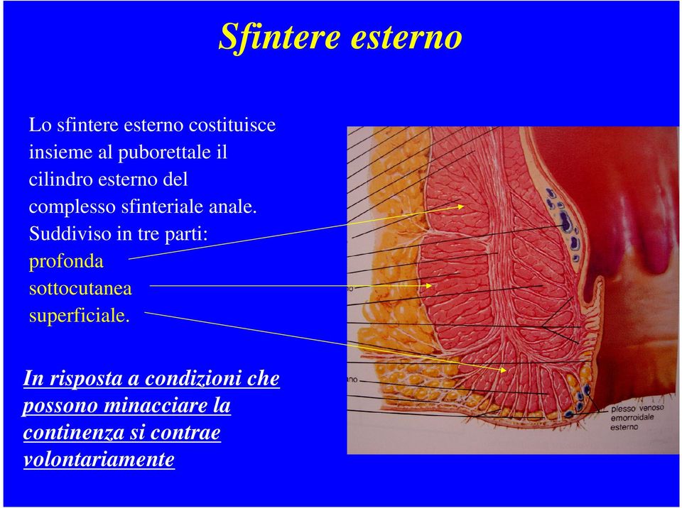 Suddiviso in tre parti: profonda sottocutanea superficiale.