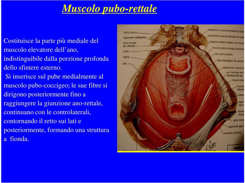 Si inserisce sul pube medialmente al muscolo pubo-coccigeo; le sue fibre si dirigono posteriormente