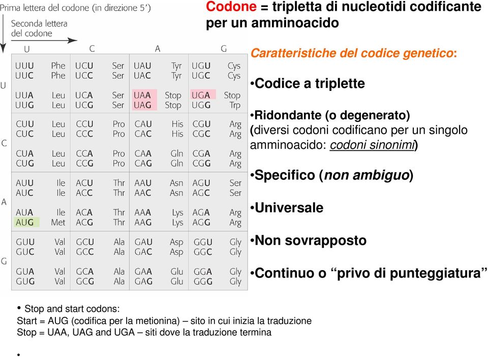 Specifico (non ambiguo) Universale Non sovrapposto Continuo o privo di punteggiatura Stop and start codons: Start