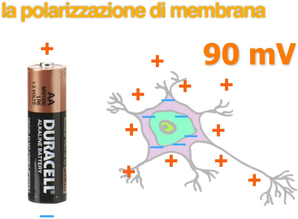 membrana + + 90