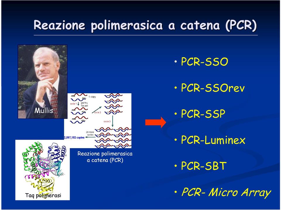 PCR-Luminex PCR-SBT Taq polimerasi PCR-