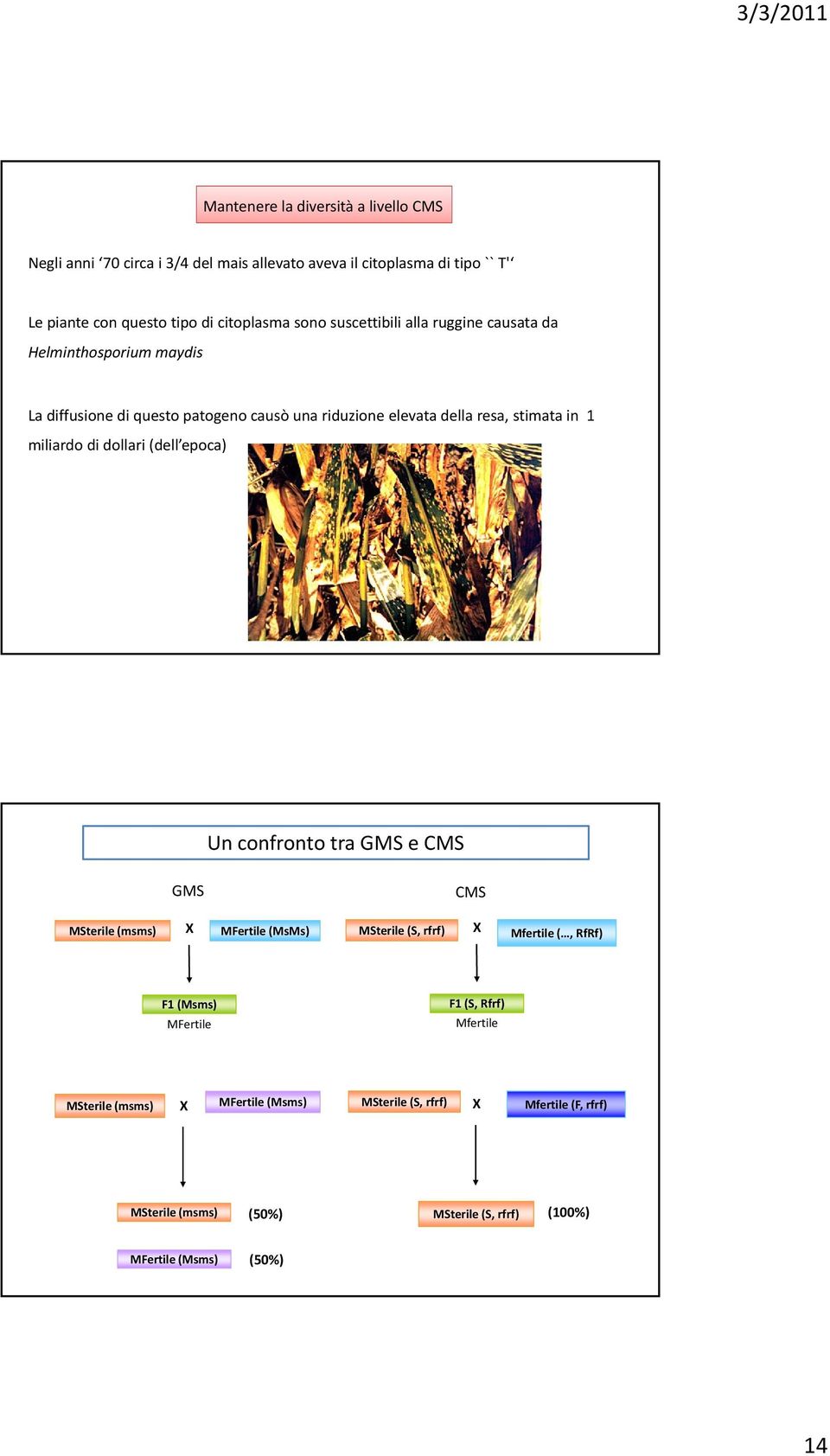 dollari (dell epoca) Un confronto tra GMS e CMS GMS CMS MSterile (msms) X MFertile (MsMs) MSterile (S, rfrf) X Mfertile (, RfRf) F1 (Msms) MFertile F1 (S,