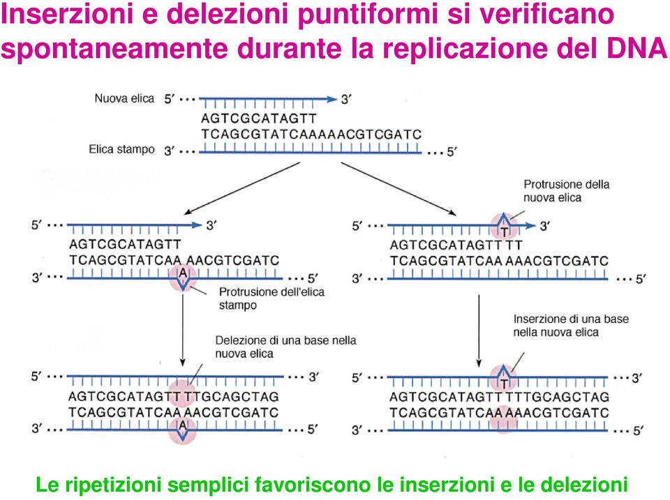 replicazione del DNA Le ripetizioni