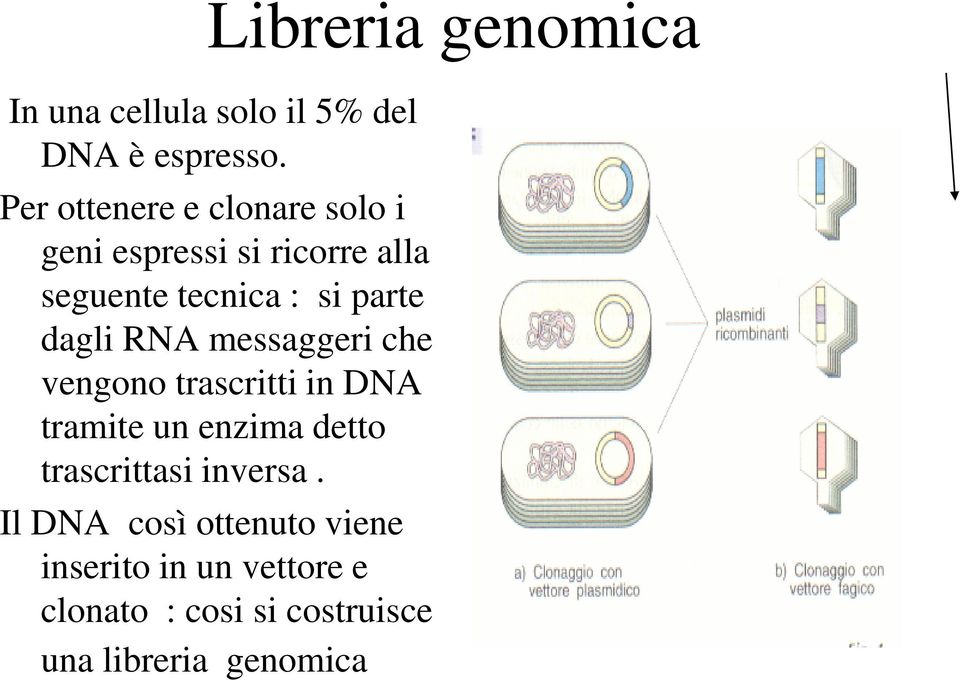 dagli RNA messaggeri che vengono trascritti in DNA tramite un enzima detto trascrittasi