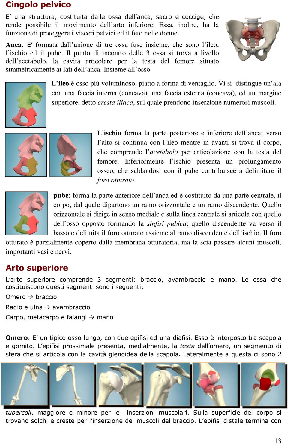 Il punto di incontro delle 3 ossa si trova a livello dell acetabolo, la cavità articolare per la testa del femore situato simmetricamente ai lati dell anca.