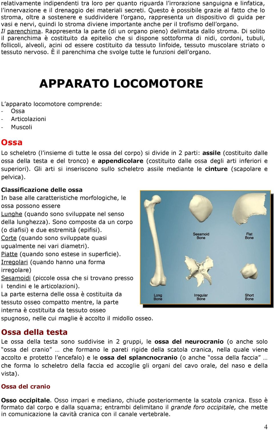 trofismo dell organo. Il parenchima. Rappresenta la parte (di un organo pieno) delimitata dallo stroma.