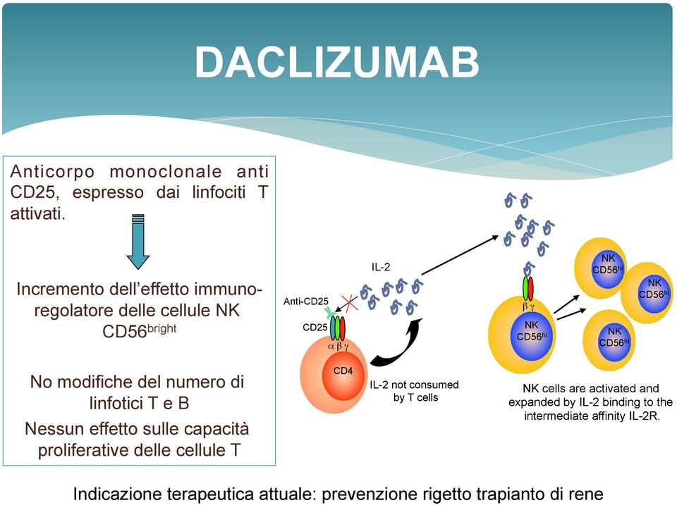 hi NK CD56 hi No modifiche del numero di linfotici T e B Nessun effetto sulle capacità proliferative delle cellule T CD4 IL-2 not