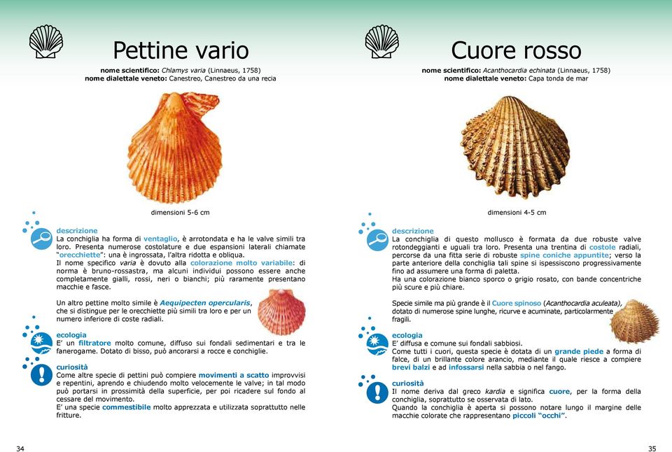 Presenta numerose costolature e due espansioni laterali chiamate orecchiette : una è ingrossata, l altra ridotta e obliqua.