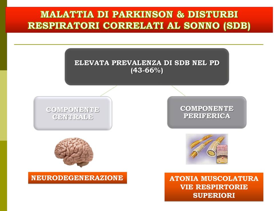 COMPONENTE PERIFERICA