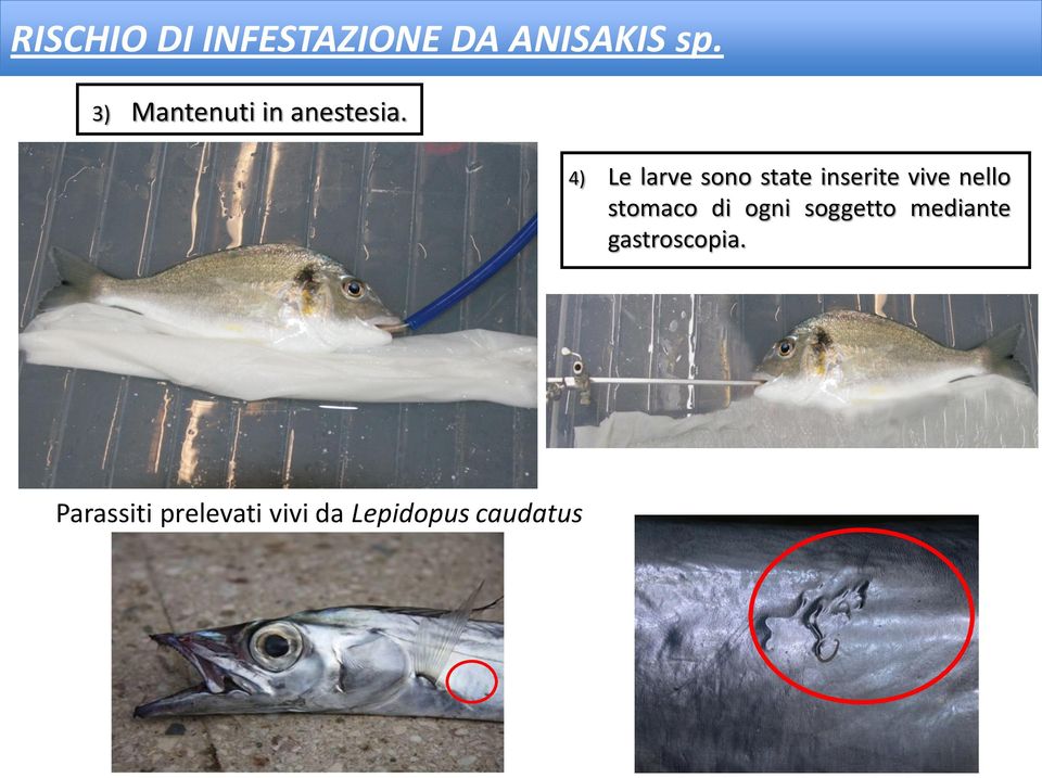 4) Le larve sono state inserite vive nello stomaco