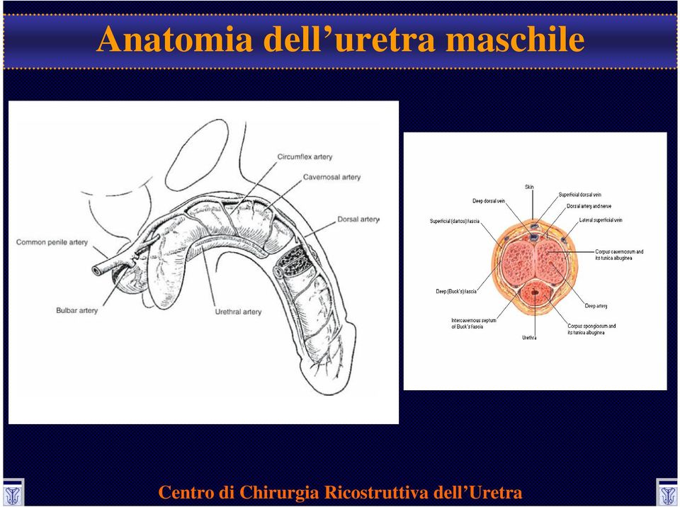 uretra