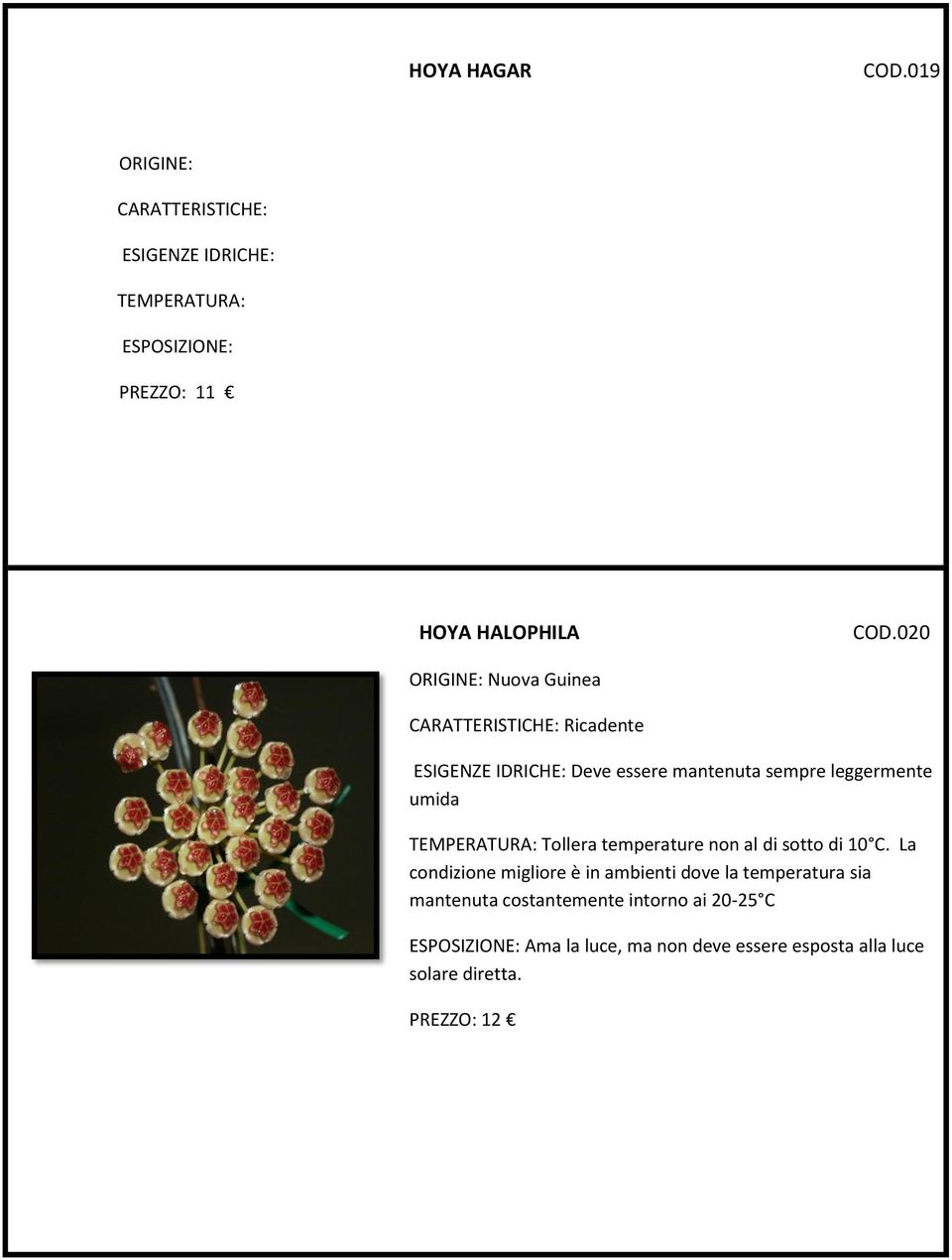 020 ORIGINE: Nuova Guinea CARATTERISTICHE: Ricadente ESIGENZE IDRICHE: Deve essere mantenuta sempre