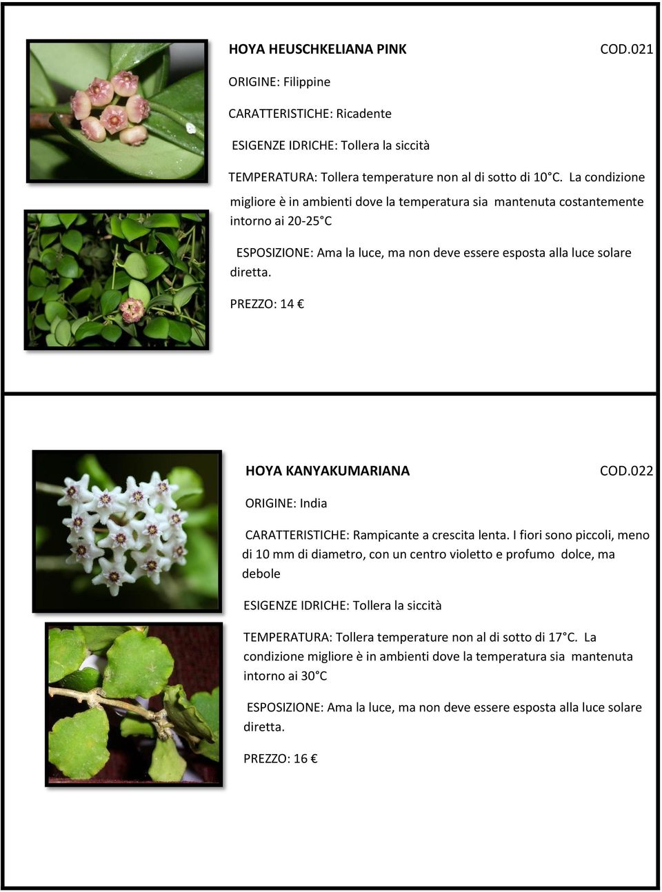 temperatura sia mantenuta costantemente intorno ai 20-25 C HOYA KANYAKUMARIANA COD.