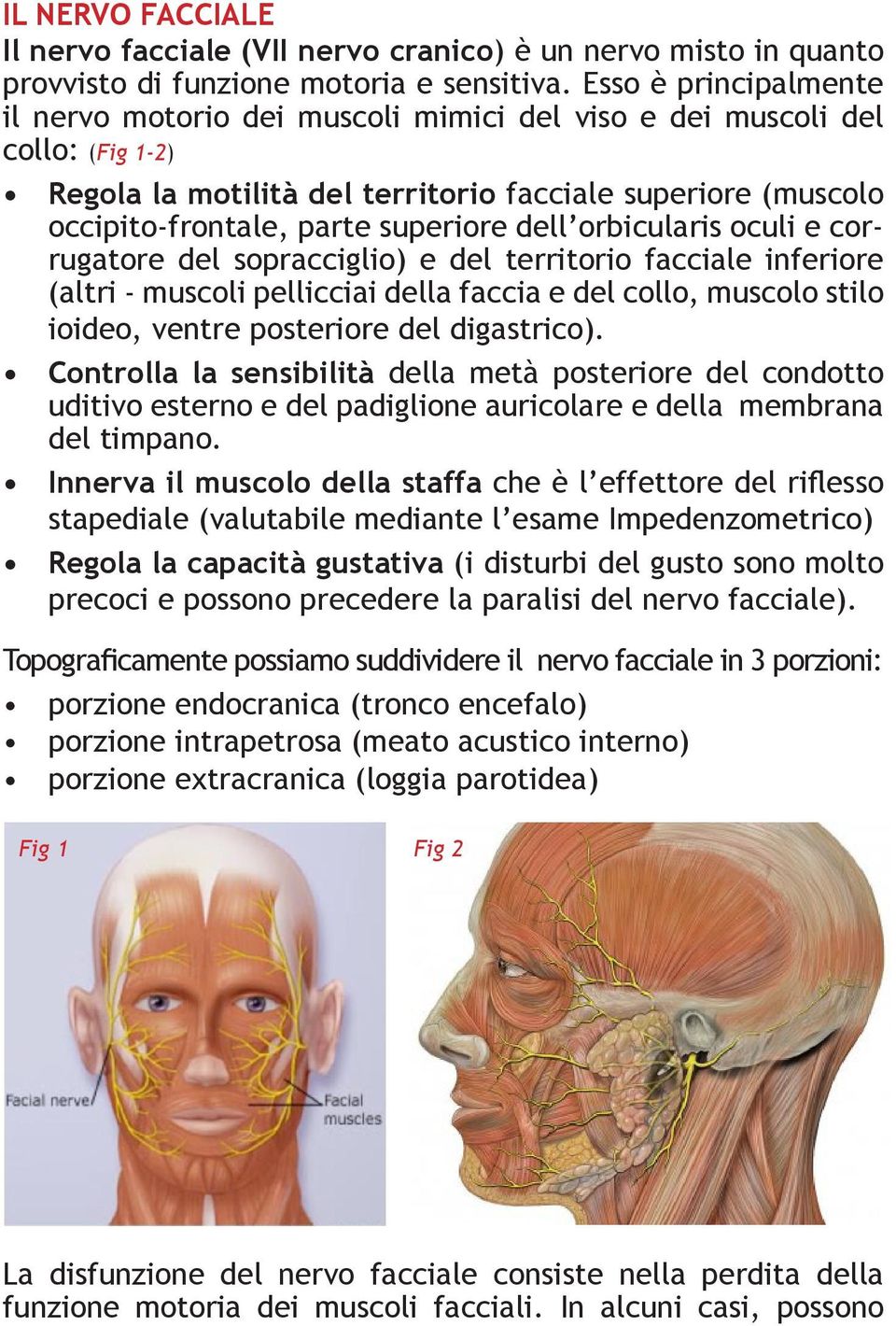 dell orbicularis oculi e corrugatore del sopracciglio) e del territorio facciale inferiore (altri - muscoli pellicciai della faccia e del collo, muscolo stilo ioideo, ventre posteriore del