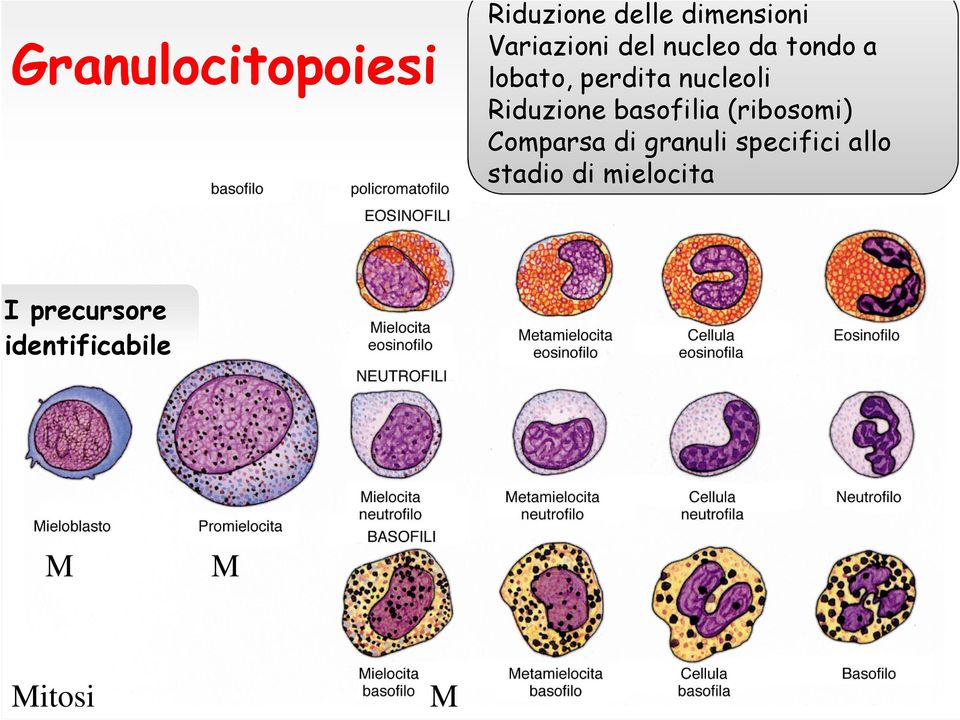 basofilia (ribosomi) Comparsa di granuli specifici allo