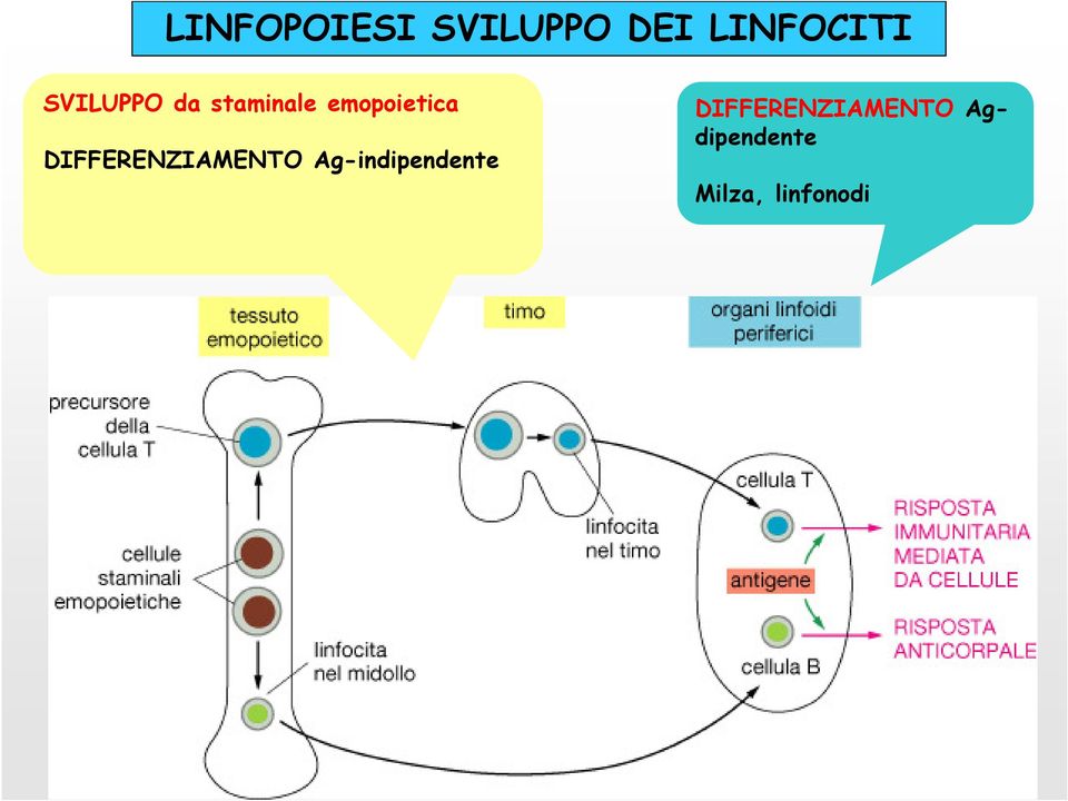 DIFFERENZIAMENTO Ag-indipendente