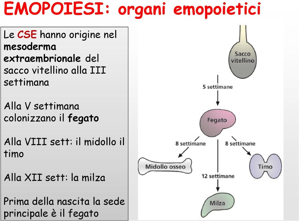 settimana colonizzano il fegato Alla VIII sett: il midollo il timo