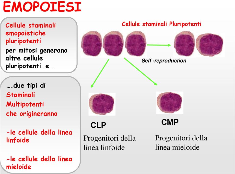 due tipi di Staminali Multipotenti che origineranno -le cellule della linea linfoide