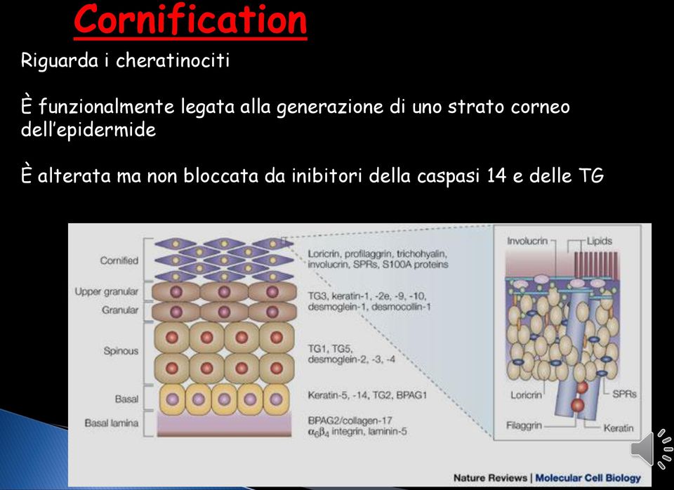 strato corneo dell epidermide È alterata ma