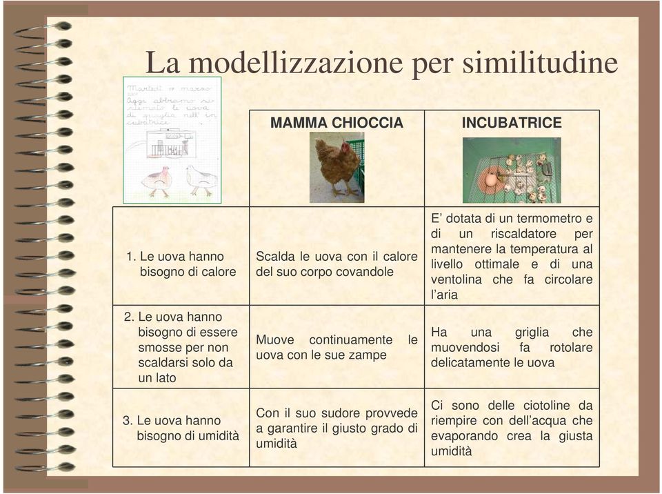 Le uova hanno bisogno di umidità Scalda le uova con il calore del suo corpo covandole Muove continuamente le uova con le sue zampe Con il suo sudore provvede a