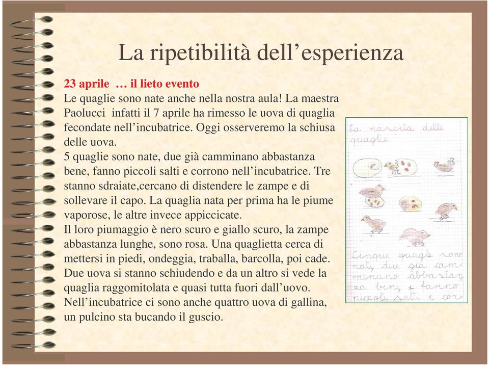 5 quaglie sono nate, due già camminano abbastanza bene, fanno piccoli salti e corrono nell incubatrice. Tre stanno sdraiate,cercano di distendere le zampe e di sollevare il capo.