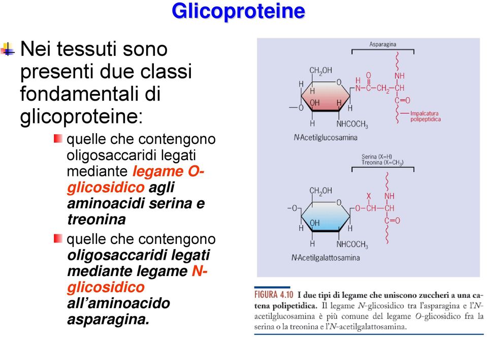 aminoacidi serina e treonina quelle che contengono oligosaccaridi legati