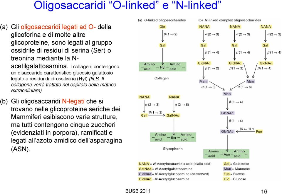 I collageni contengono un disaccaride caratteristico glucosio galattosio legato a residui di idrossilisina (Hyl) (N.B.