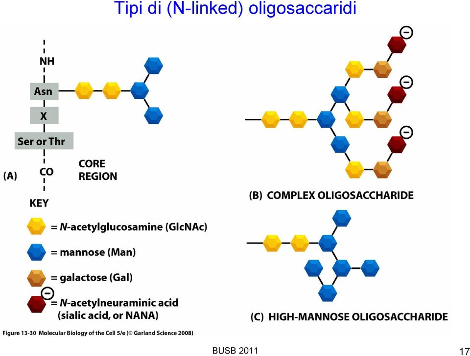 delle glicoproteine