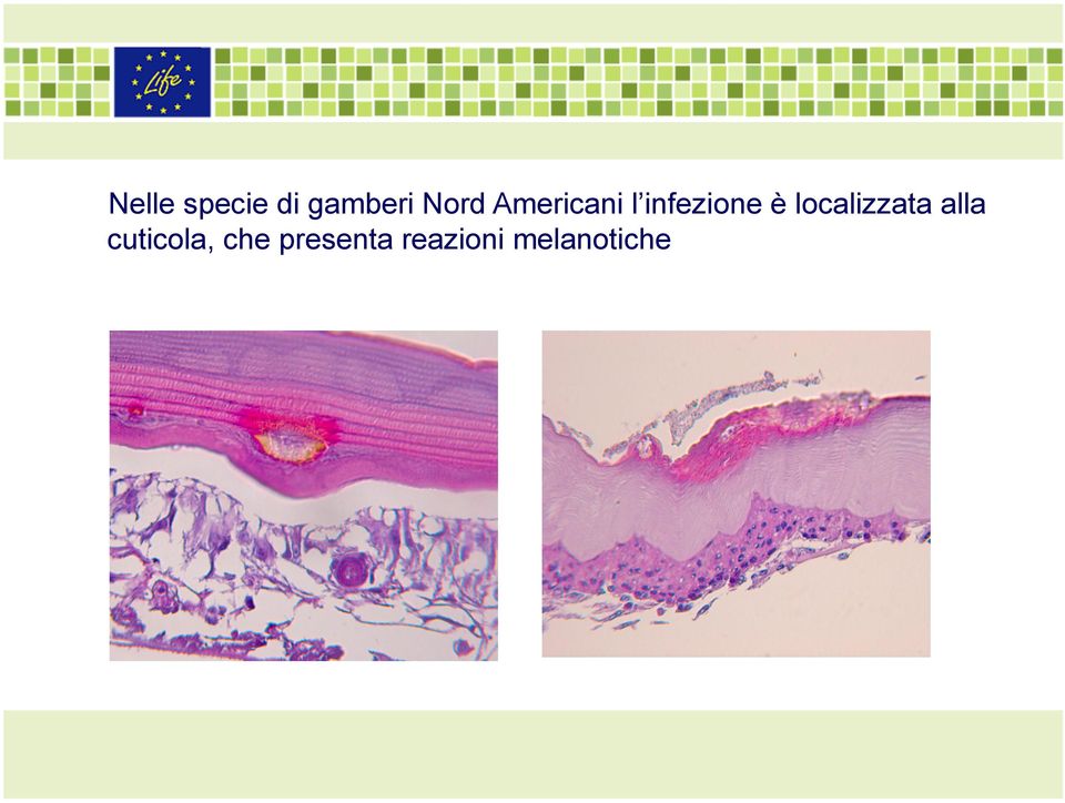 localizzata alla cuticola,