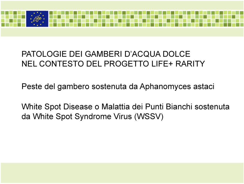 Aphanomyces astaci White Spot Disease o Malattia dei