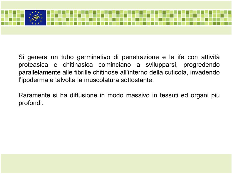 chitinose all interno della cuticola, invadendo l ipoderma e talvolta la