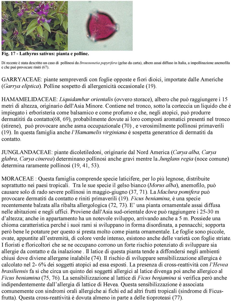 GARRYACEAE: piante sempreverdi con foglie opposte e fiori dioici, importate dalle Americhe (Garrya eliptica). Polline sospetto di allergenicità occasionale (19).