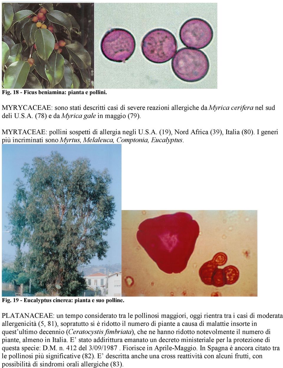 19 - Eucalyptus cinerea: pianta e suo polline.