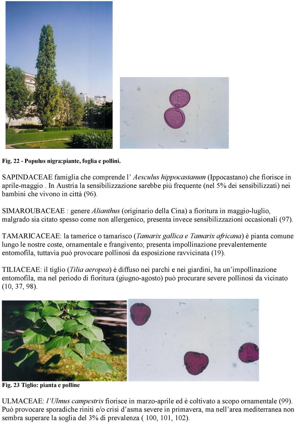 SIMAROUBACEAE : genere Alianthus (originario della Cina) a fioritura in maggio-luglio, malgrado sia citato spesso come non allergenico, presenta invece sensibilizzazioni occasionali (97).