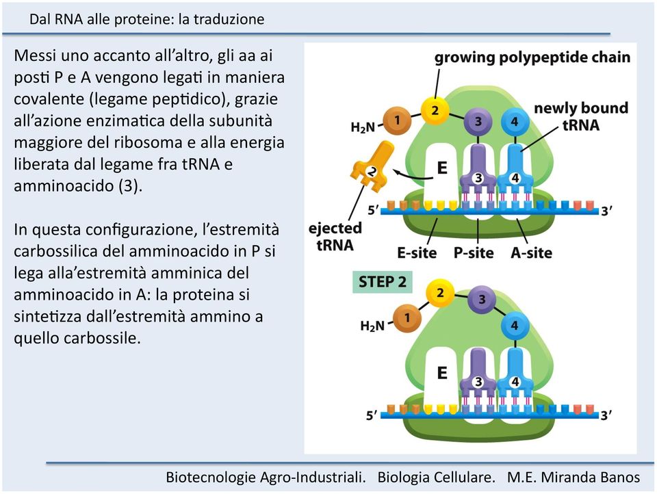 trna e amminoacido (3).