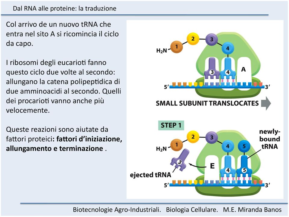 polipephdica di due amminoacidi al secondo.