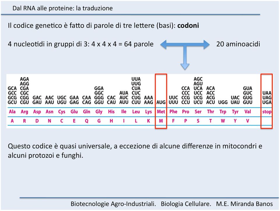 20 aminoacidi Questo codice è quasi universale, a