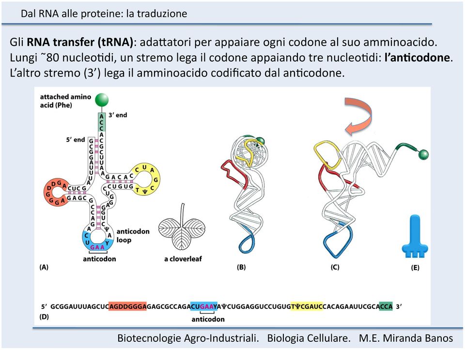 Lungi 80 nucleohdi, un stremo lega il codone appaiando