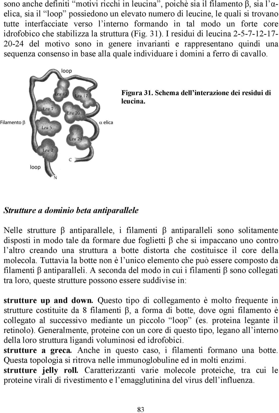 I residui di leucina 2-5-7-12-17-20-24 del motivo sono in genere invarianti e rappresentano quindi una sequenza consenso in base alla quale individuare i domini a ferro di cavallo. Figura 31.