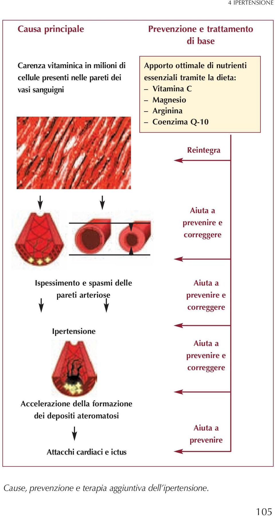 correggere Ispessimento e spasmi delle pareti arteriose Aiuta a prevenire e correggere Ipertensione Aiuta a prevenire e correggere