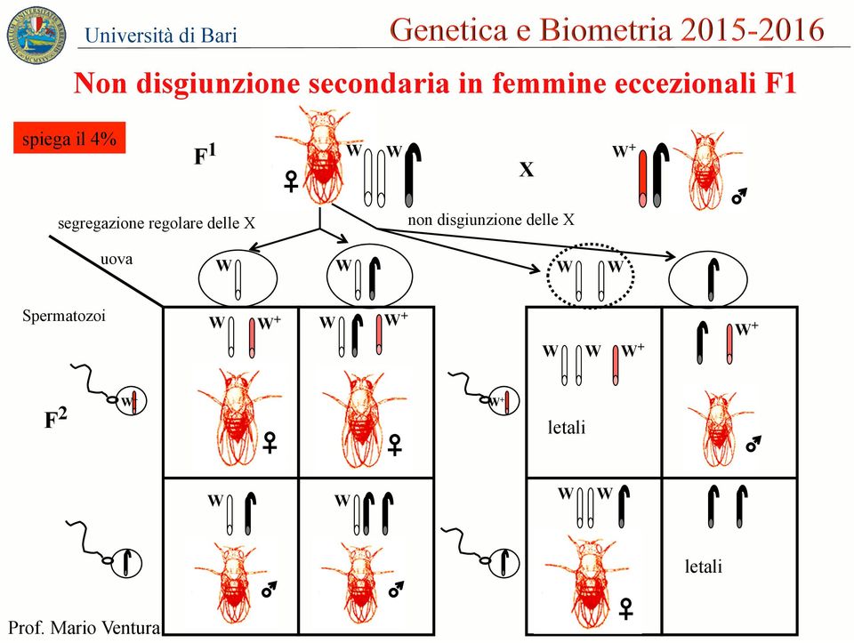 X non disgiunzione delle X uova W W W W Spermatozoi W