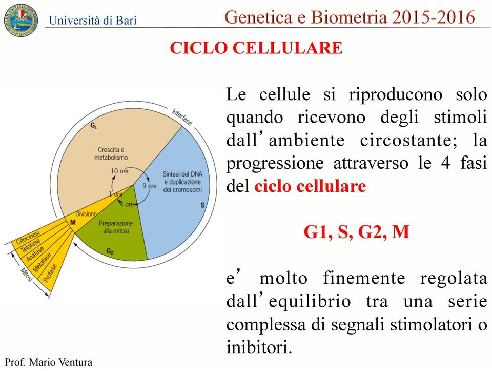 fasi del ciclo cellulare G1, S, G2, M e molto finemente regolata