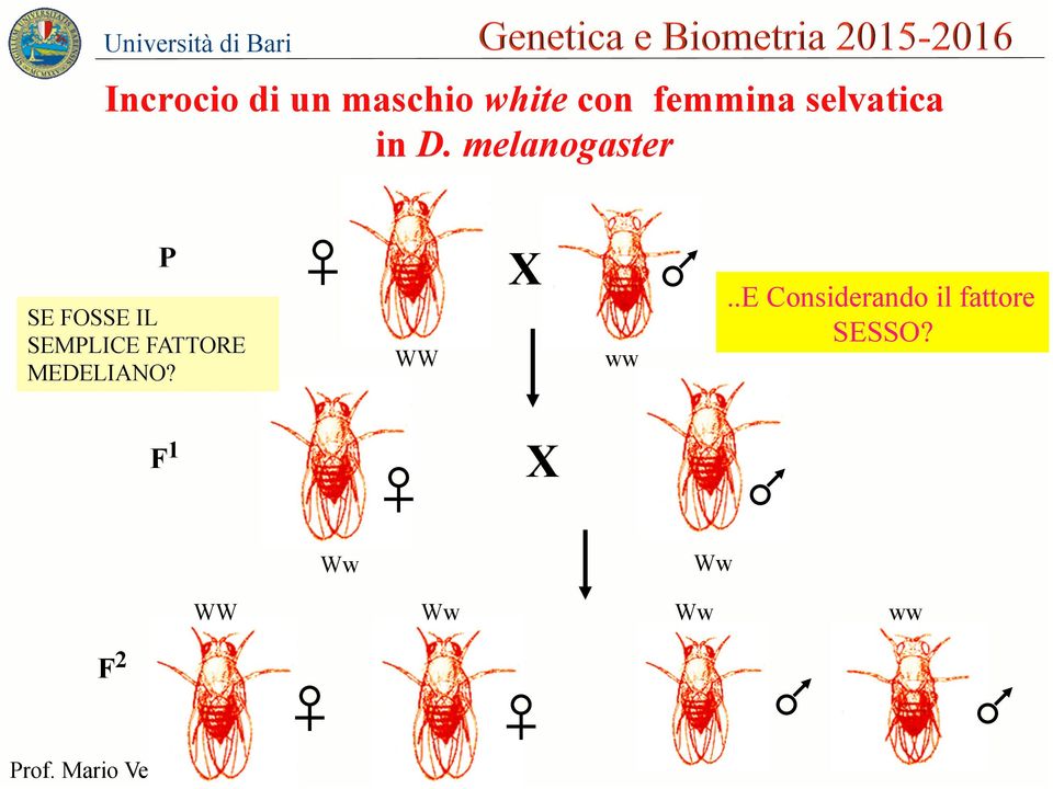 melanogaster P SE FOSSE IL SEMPLICE FATTORE