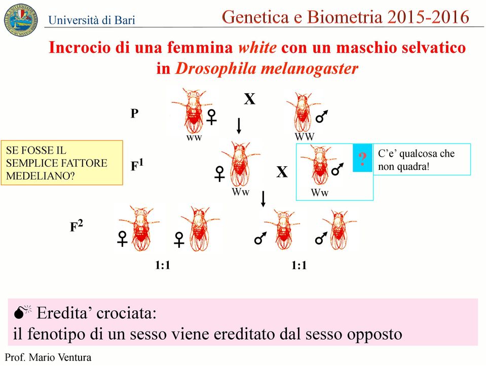 MEDELIANO? F 1 ww Ww X WW Ww? C e qualcosa che non quadra!