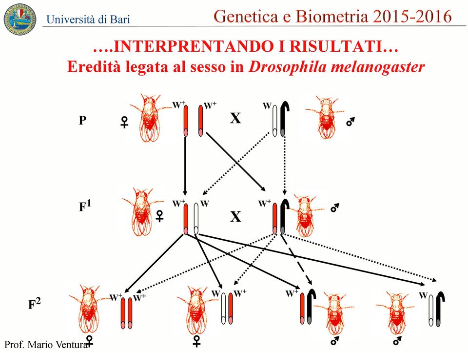 Drosophila melanogaster P W + W