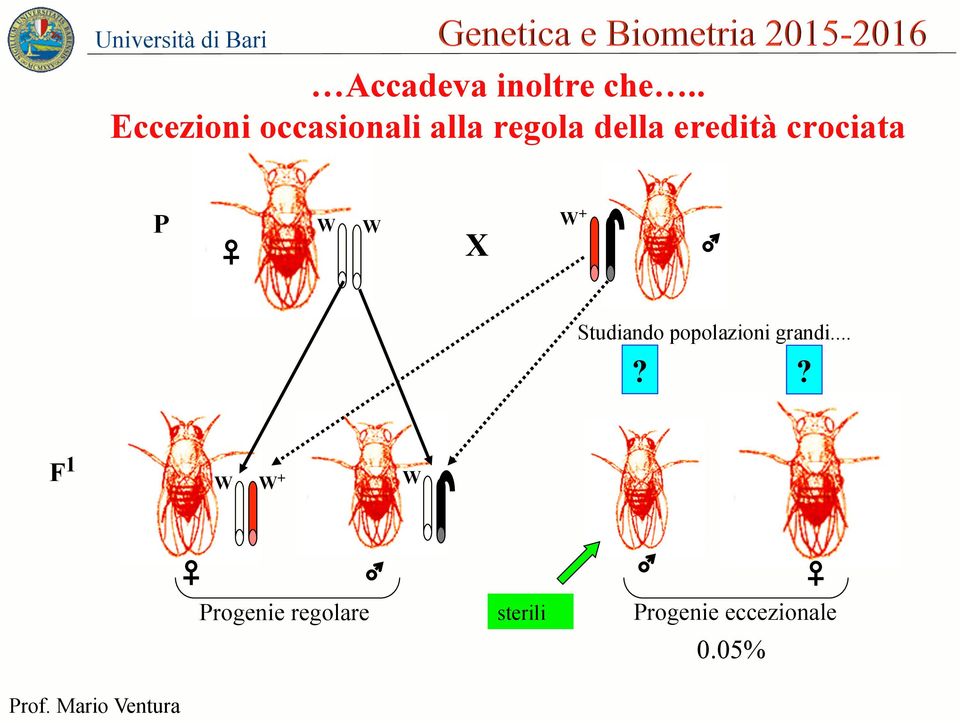 eredità crociata P W W W + X Studiando