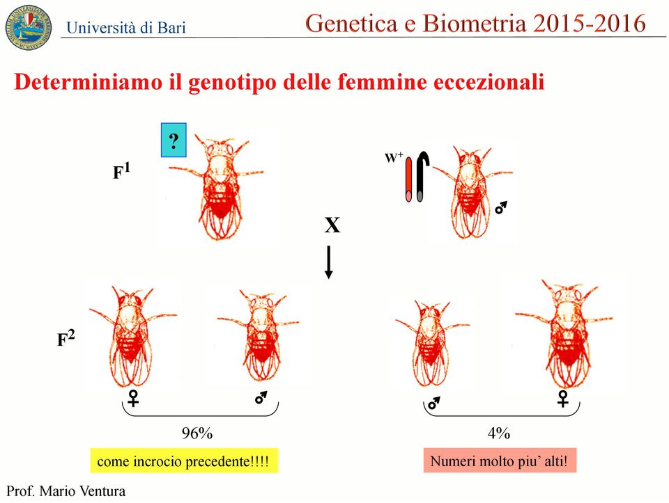 W + X F 2 96% 4% come incrocio