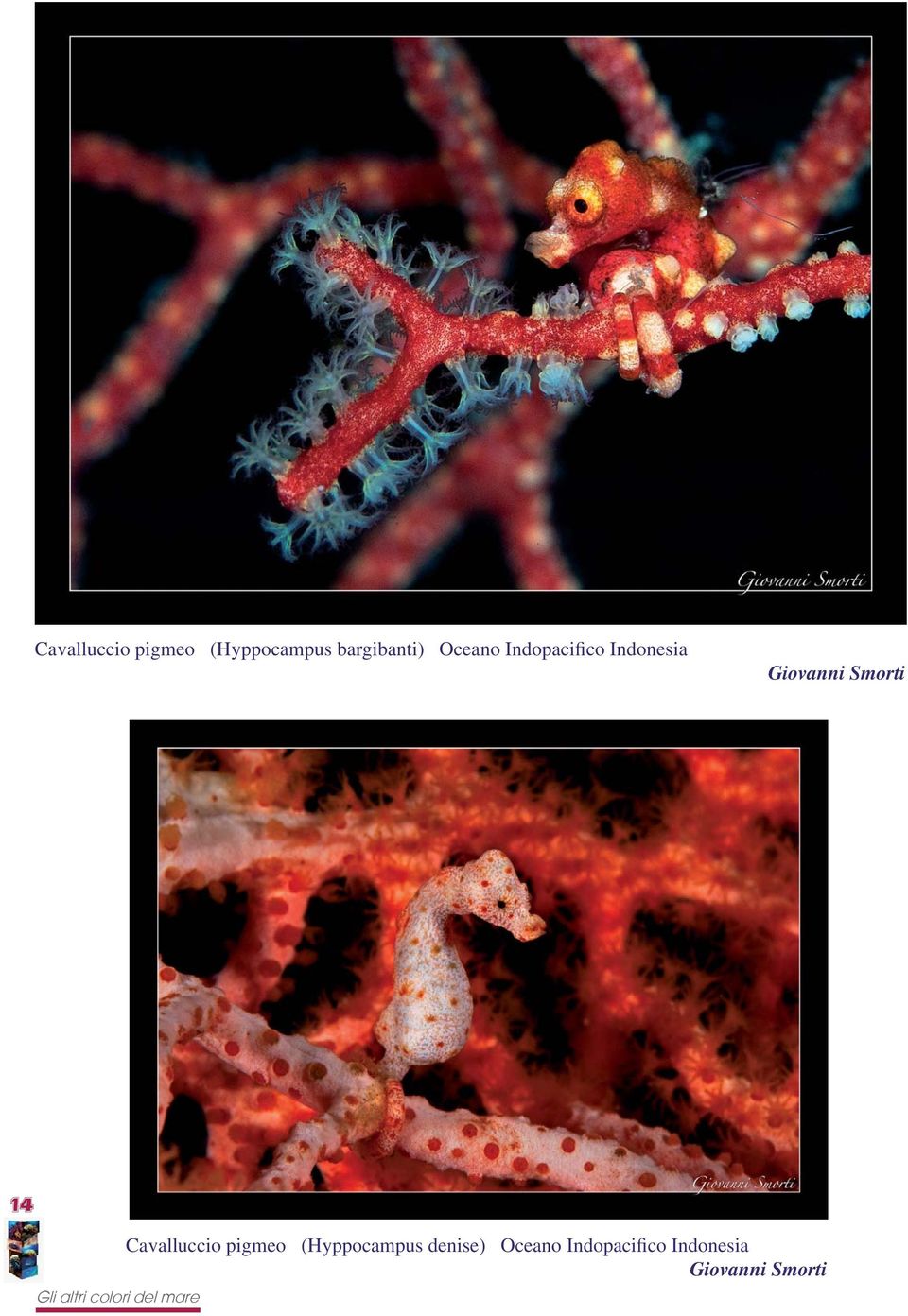Smorti 14 Cavalluccio pigmeo (Hyppocampus