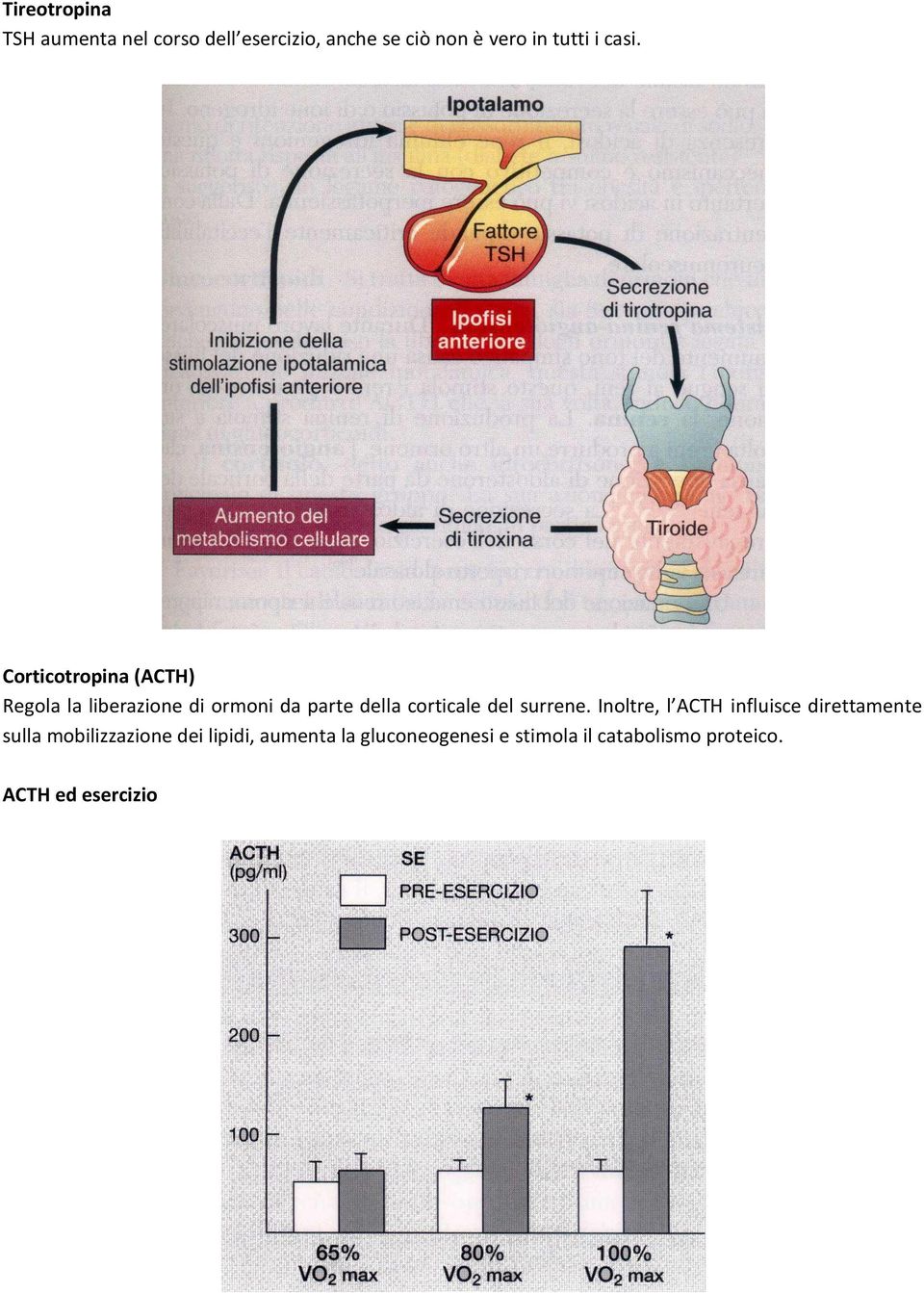 Corticotropina (ACTH) Regola la liberazione di ormoni da parte della corticale del
